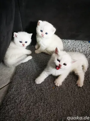 Katzen Zu Verschenken Nurnberg