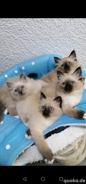 Heilige Birma Deckkater Bild 5