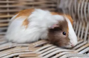 Noch ein wunderschönes Meerschweinchen Böckchen abzugeben 