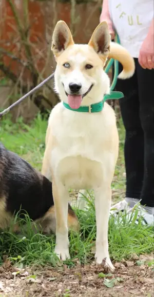 *ROCKY* Der Husky Mix ist sehr klug, aktiv und verspielt, und er lernt sehr gerne und schnell