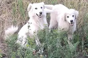 Möchtest du Addy ein Zuhause schenken? Bild 3