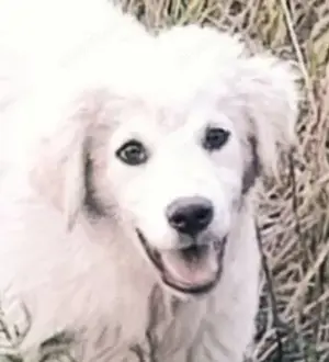 Möchtest du Addy ein Zuhause schenken? Bild 2