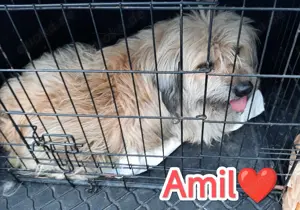 Amil - wuscheliger kleiner Kämpfer sucht ein liebevolles Zuhause