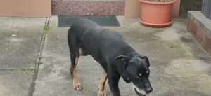 Labrador Retriever Rüde