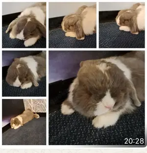 Minilop, Widderkaninchen 2 Jahre alt männlich 