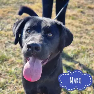Maro, wundervoller Labrador Mix Rüde