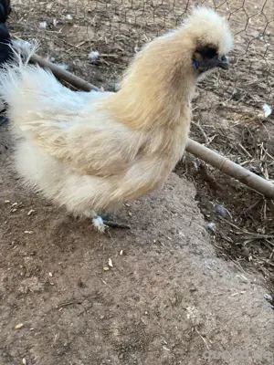 bruteier ayam cenami lachshühner 