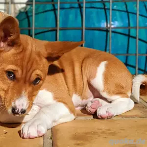 Basenji-Welpe verfügbar.