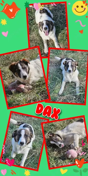 zuckersüßer Welpenjunge "Dax" sucht ein schönes Zuhause 