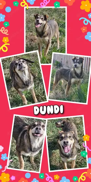 zuckersüßes Welpenmädchen "Dundi" sucht ein schönes Zuhause