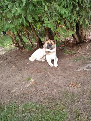 Herrchen verstorben, American Akita sucht dringend ein neues zu Hause