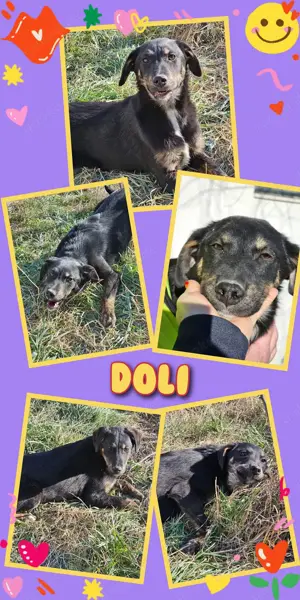 zuckersüßes, liebes, fröhliches Hundemädchen "Doli" sucht ein schönes Zuhause