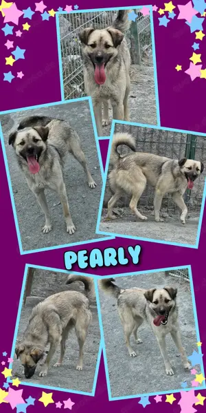 lustiges, menschenbezogenes und verspieltes Hundemädchen "Pearly" sucht ein Zuhause