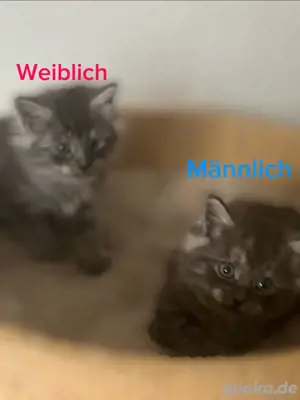 Maine coon XL BabyKatzen