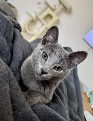 Russisch Blau Kater zu verkaufen Geboren am: 6. Dezember 2024 (dreieinhalb Monate)