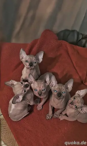 Kanafische Candian Sphynx Kätzchen Kitten