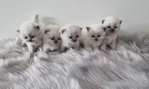    BKH & BLH Britisch kurzhaar langhaar Kitten abgabebereit 