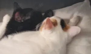 Zwei besondere Katzen suchen ihr Für-immer-Zuhause   Elba & Ferrara Bild 5