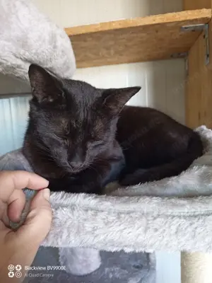 Asterix - nach Vertrauen kommt die Innigkeit