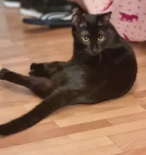 Zwei besondere Katzen suchen ihr Für-immer-Zuhause   Elba & Ferrara Bild 3