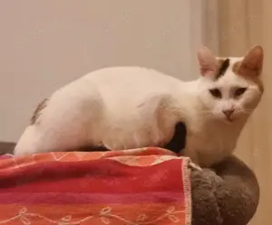 Zwei besondere Katzen suchen ihr Für-immer-Zuhause   Elba & Ferrara Bild 6