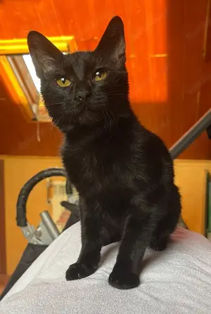 Elba & Ferrara   Liebevolle Freundinnen sucht ein Zuhause mit Herz