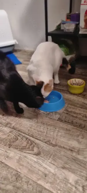 Zwei besondere Katzen suchen ihr Für-immer-Zuhause   Elba & Ferrara Bild 7