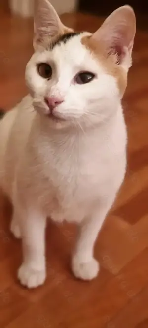 Zwei besondere Katzen suchen ihr Für-immer-Zuhause   Elba & Ferrara Bild 4