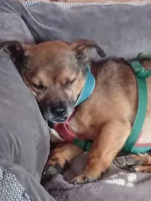 Dick, auf PS in 45481 Mülheim Ruhr, ist ein Rüde in seinen besten Jahren