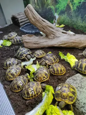 Griechische Landschildkröten THB NZ 23+24