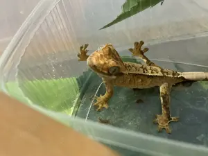 Kronengecko Nachzucht aus 2024 (Terra 3L) weiblich