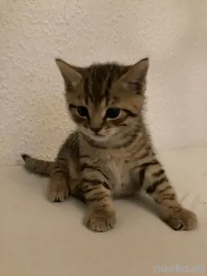 männliche bkh neues zuhause gesucht!!