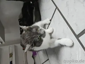 ich biete europ ich katze 