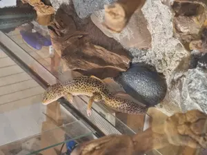 Leopardengeckos