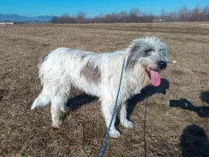 Janosch - herzlicher Wuschelhund sucht Familie