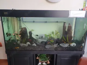Aquarium 500 Liter mit Unterschrank,  kompletter Technik und großem Fischbesatz 