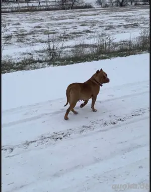 Pitbull welpen 