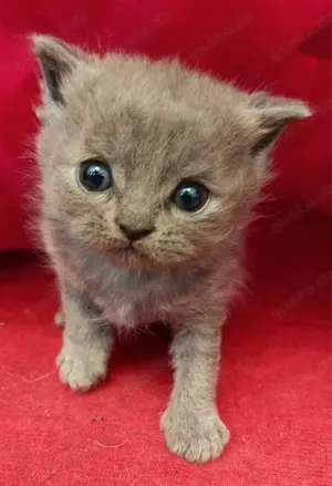 Reinrassige Britisch Kurzhaar BKH Kitten Katzen Kater in Blue aus sehr exklusiver Verpaarung