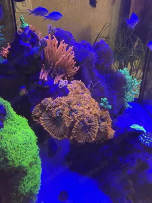 rhodactis superman Scheibenanemone