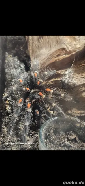 Brachypelma auratum 0.1
