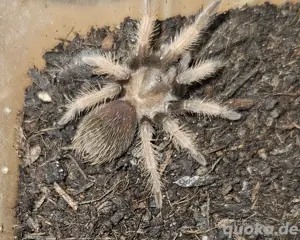 Aphonopelma chalcodes 0.1