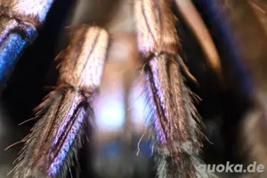 Vogelspinnen abzugeben