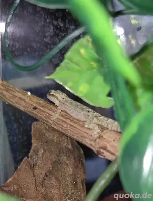 Jungferngecko Bild 3