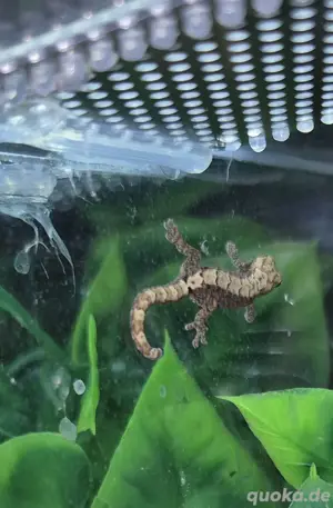 Jungferngecko Bild 2