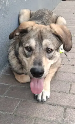 Rocky sucht sein zuhause 
