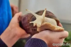 afrikanische Riesenschnecken