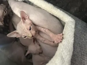Sphynx canadian kitten 