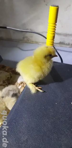 Küken Seidi und Brahma 