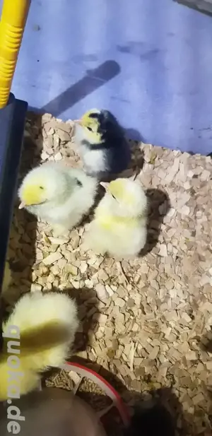 Küken Seidi und Brahma  Bild 6