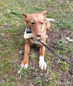 Hundin Mara sucht ihr Körbchen